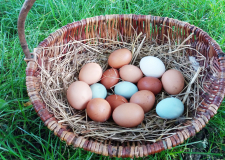 Eier_2