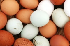 Eier_4